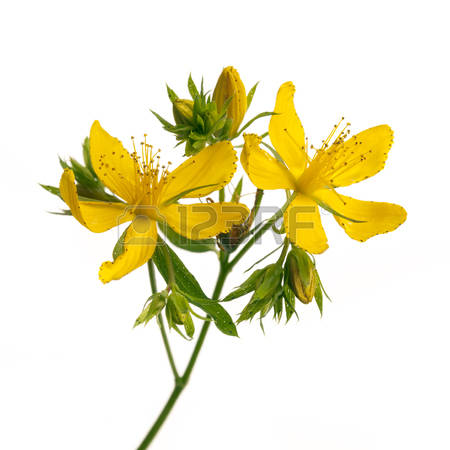 St John S Wort Flowers Stock Photos Images. Royalty Free St John S.