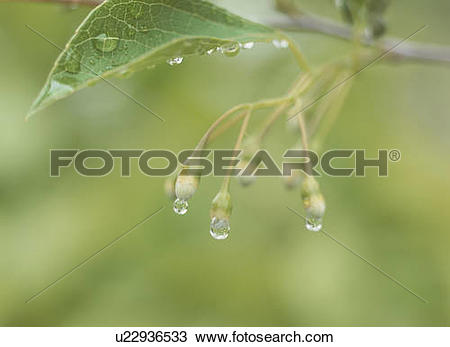 Stock Photo of Buds of Styrax (Styrax japonicus), Tochigi.