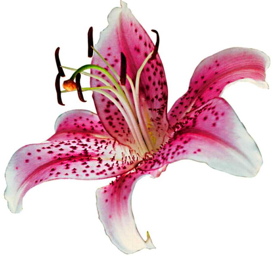 Stargazer lily clipart.