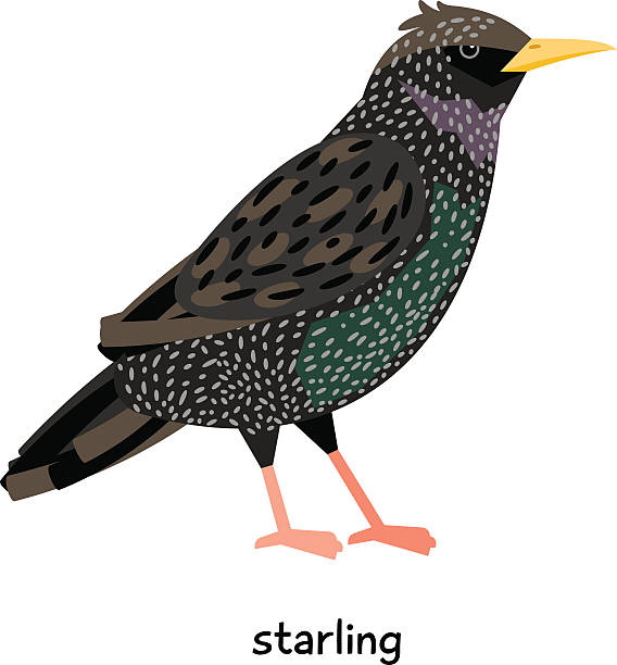 Starling Clip Art, Vector Images & Illustrations.