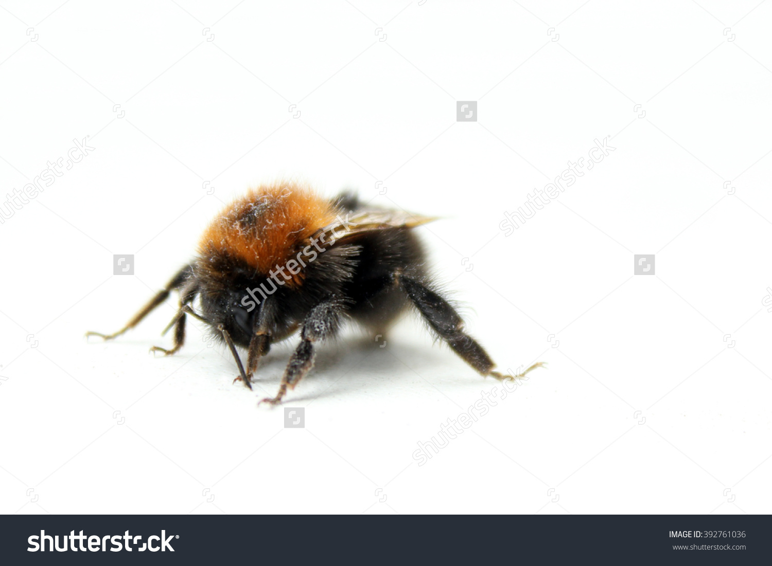 Bumblebee Stock Photo 392761036.