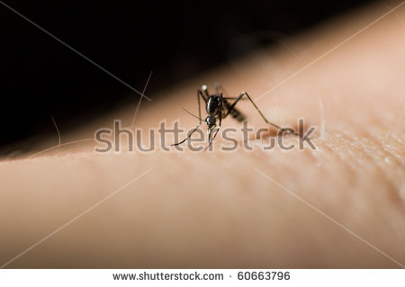 Aedes Mosquito Stock Images, Royalty.