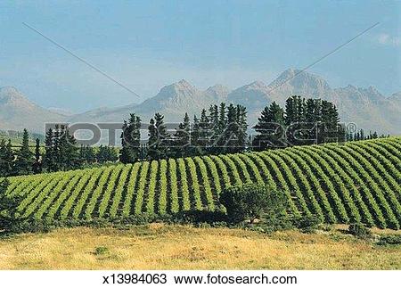 Stock Photo of Vineyard, Stellenbosch, South Africa, Africa.