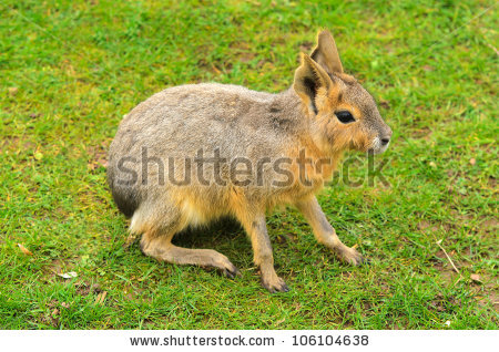 Patagonian Steppe Stock Photos, Royalty.