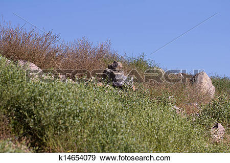 Stock Photograph of beautiful nature in the steppes of Kazakhstan.