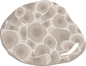 Petoskey Stone Clip Art at Clker.com.