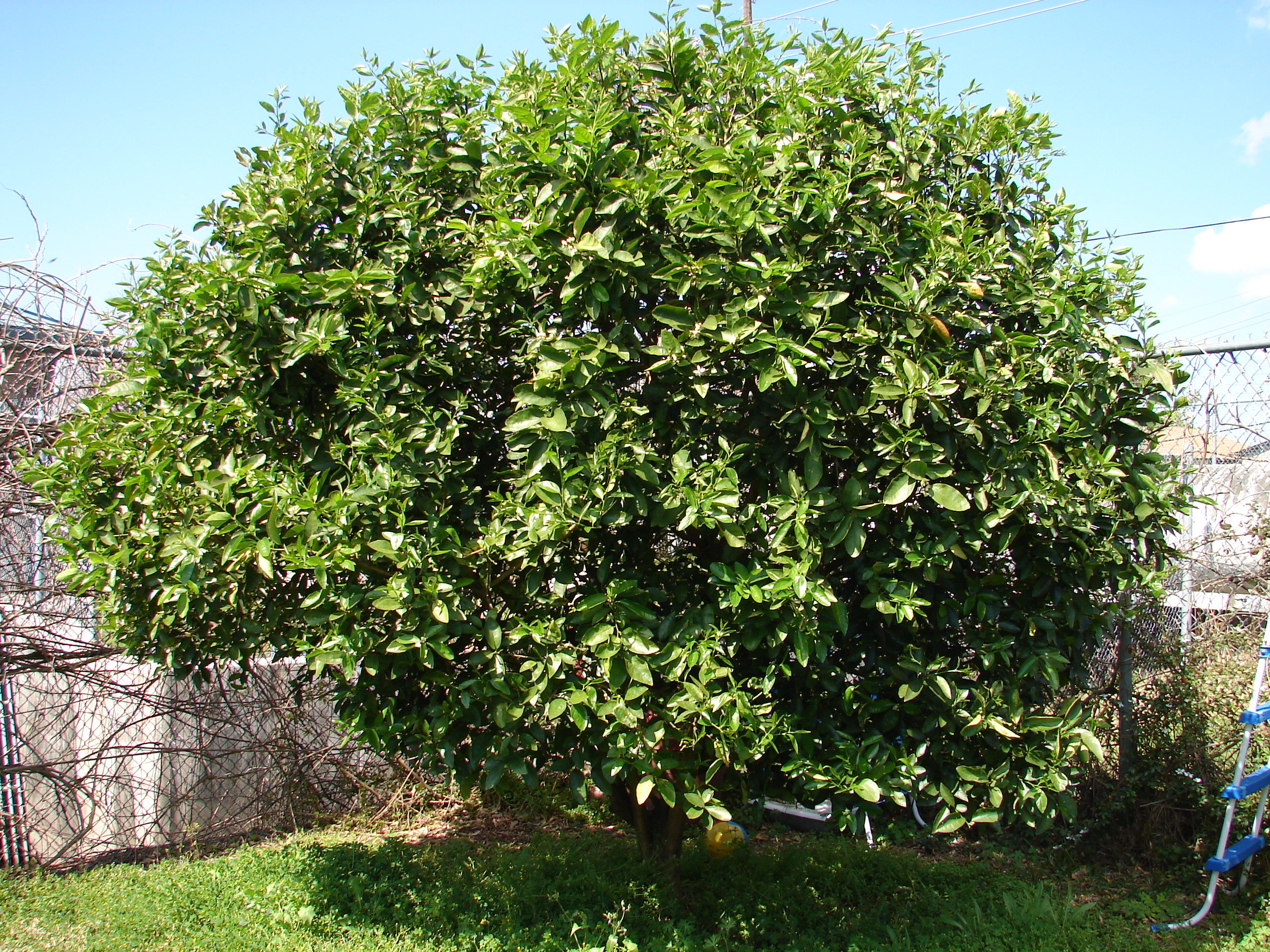 now thats a key lime tree!!!!!! Unfortunately my key lime is not.