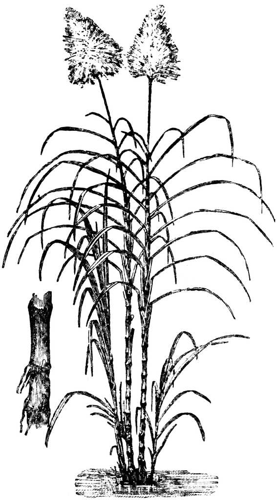 Free clipart of sugarcane.