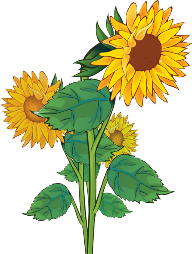 Rustic Sunflower Clipart.