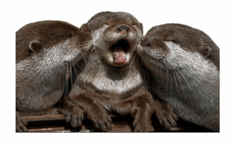 Cuddling Otters Cute Super Cute Otter.