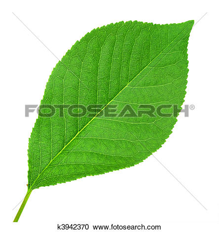 Stock Photography of One green leaf of cherry.