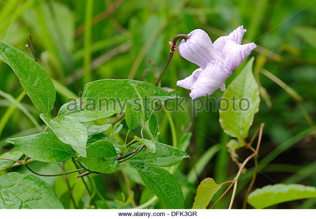 Clematis Crispa Stock Photos & Clematis Crispa Stock Images.