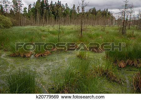 Stock Illustration of swamp k20779569.