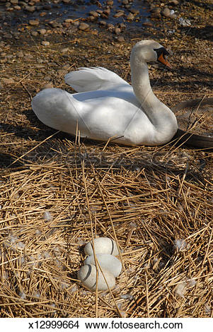 Stock Photo of Mute swan, nest and eggs. Abbotsbury, Dorset, UK.