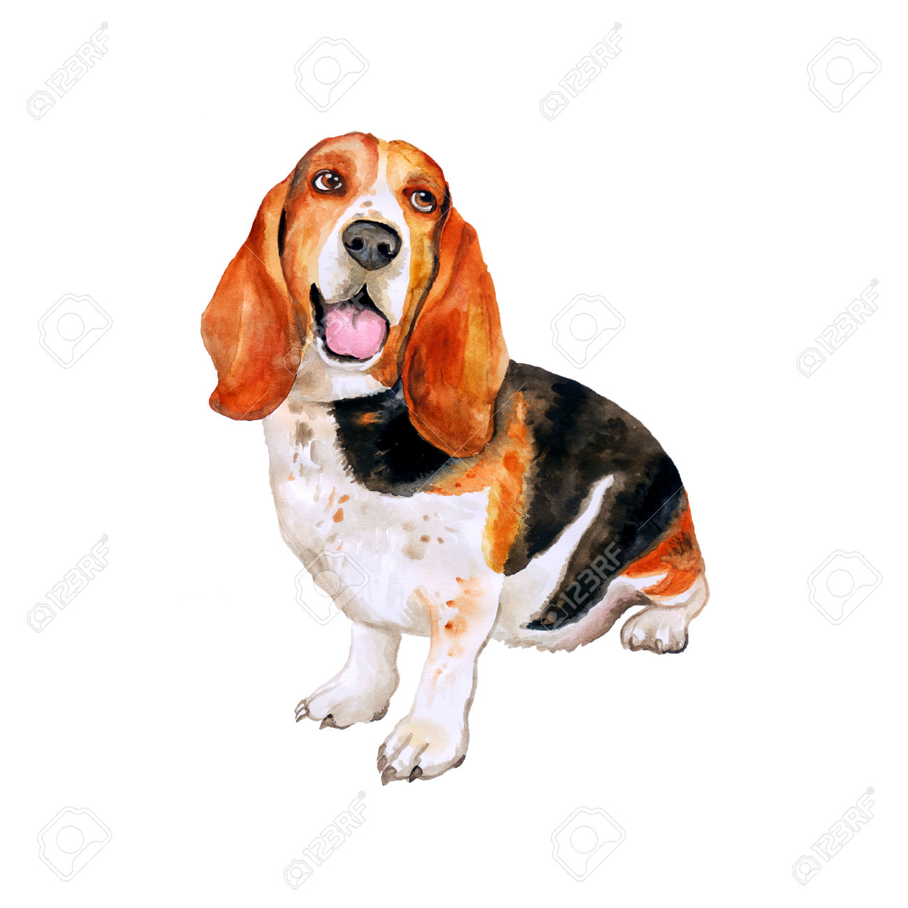 Watercolor Portrait Of French, English Or British Basset Hound.