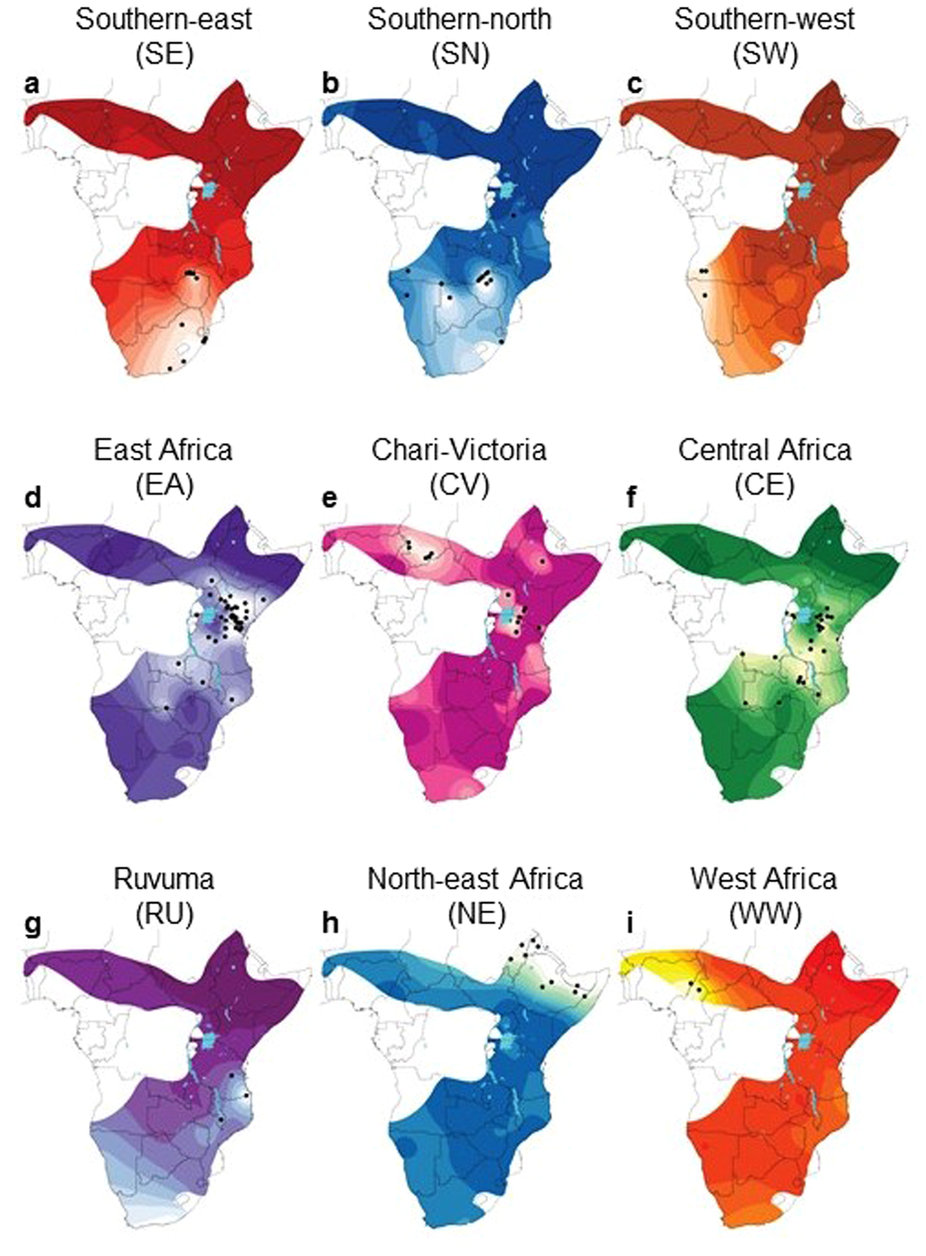 Extinctions, genetic erosion and conservation options for the.