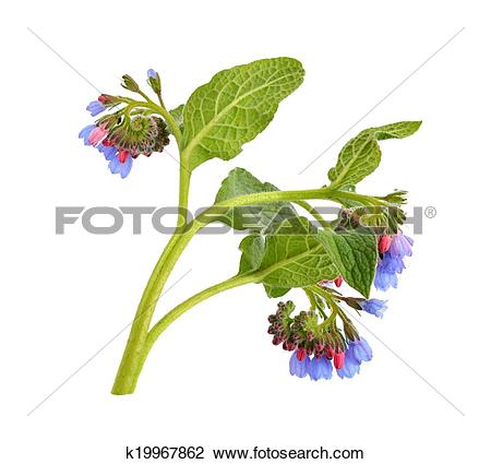 Stock Photo of Symphytum (comfrey) k19967862.