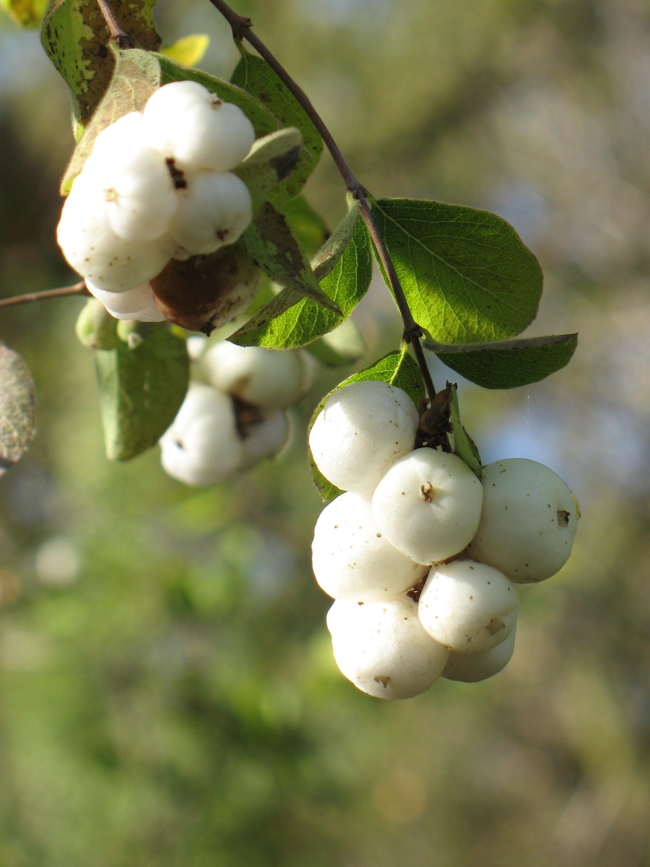 Symphoricarpos Albus Leaves.