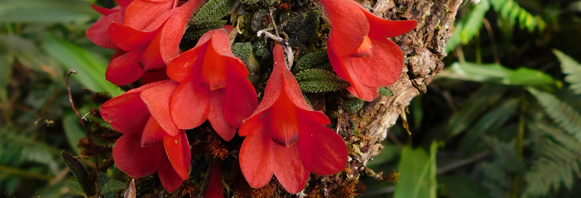 Orchids of Papua New Guinea Adventure » Redfern Adventures.