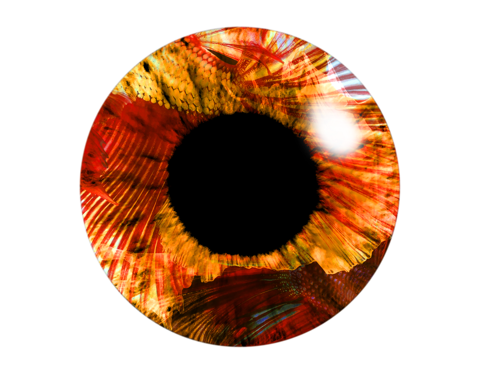 Eye Lens PNG Image HD.