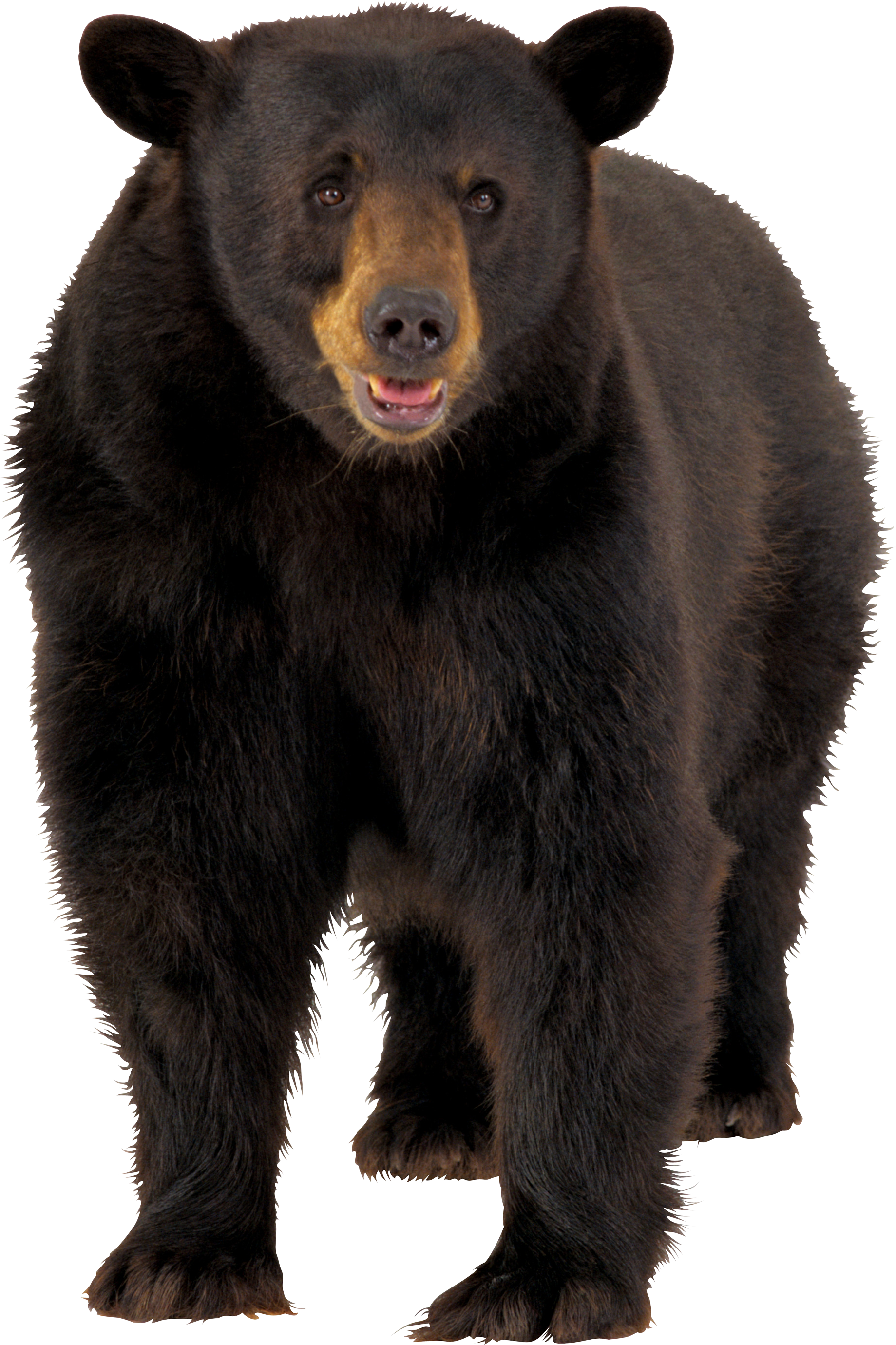 Bear PNG images.