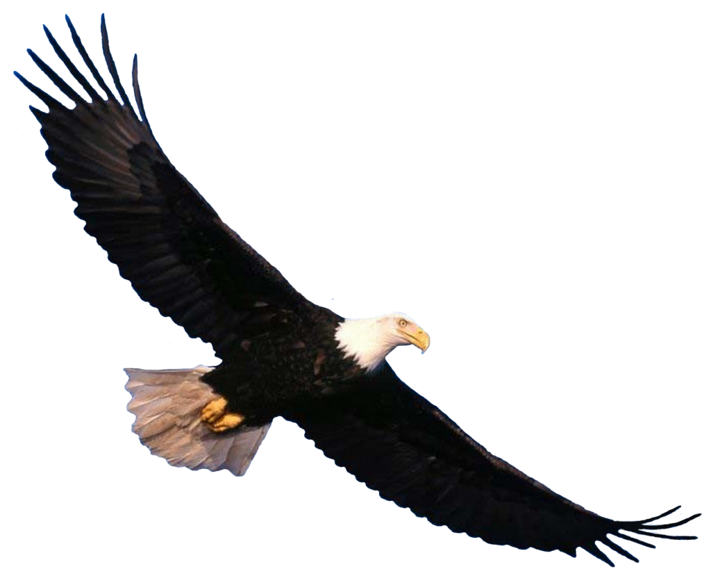 Eagle PNG image, free picture download.