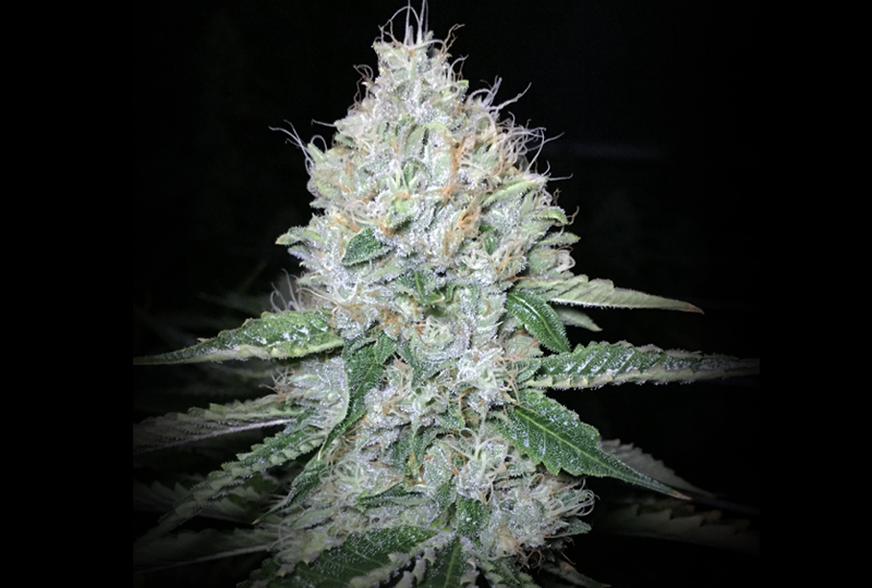 Jew Gold on Fire (The Vault Seed Bank) :: Cannabis Strain Info.