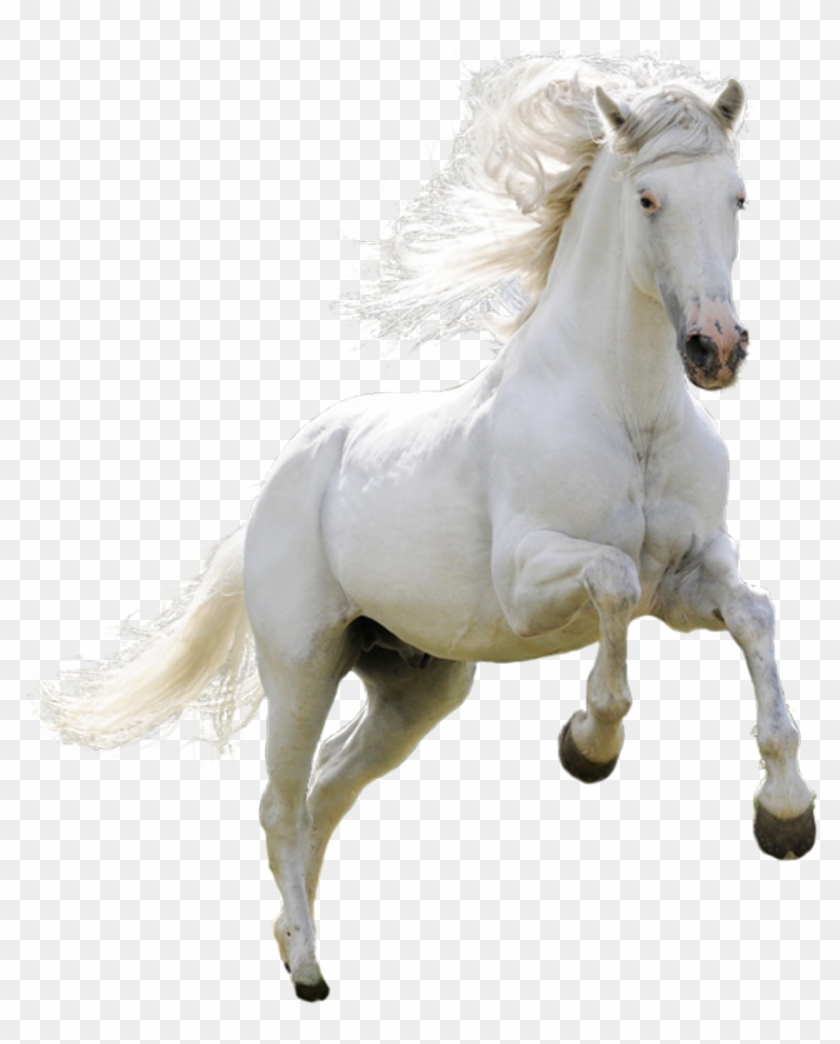 White Horse Png.