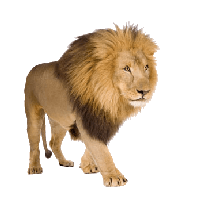 Download Lion Free PNG photo images and clipart.