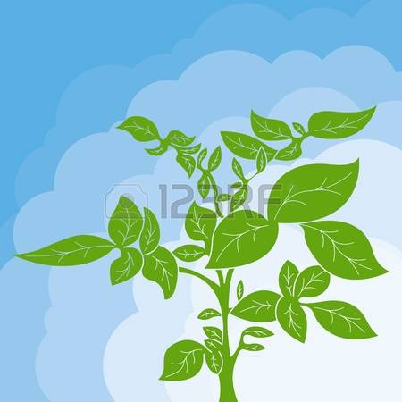 2,576 Potato Plant Stock Vector Illustration And Royalty Free.