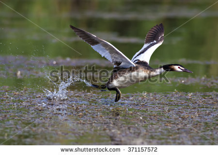 Podiceps Cristatus Stock Images, Royalty.