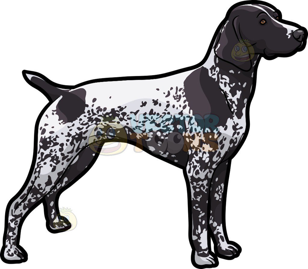 Pointer dog clipart 7 » Clipart Portal.