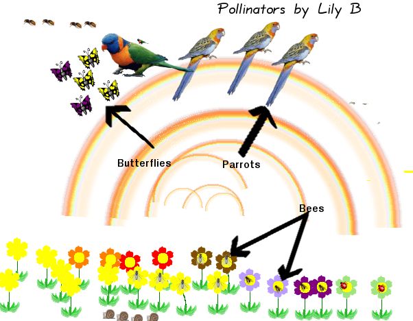 Similiar Pollination Diagram Keywords.