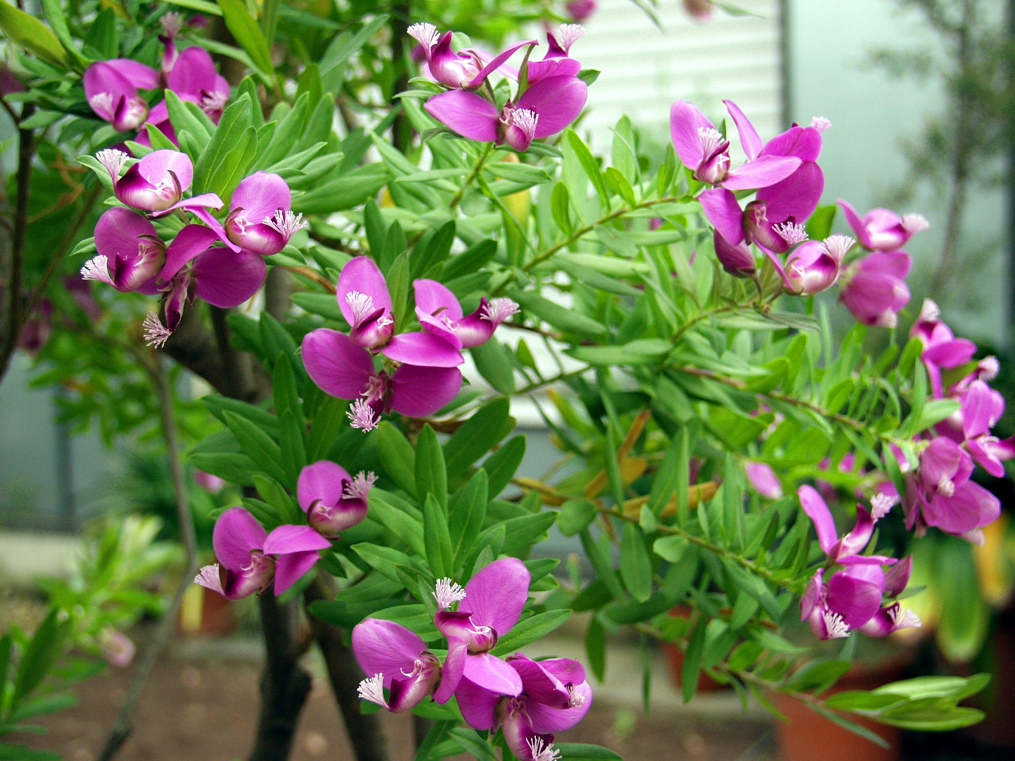 Polygala myrtifolia.