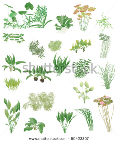 Plants That Live In Water Clipart.