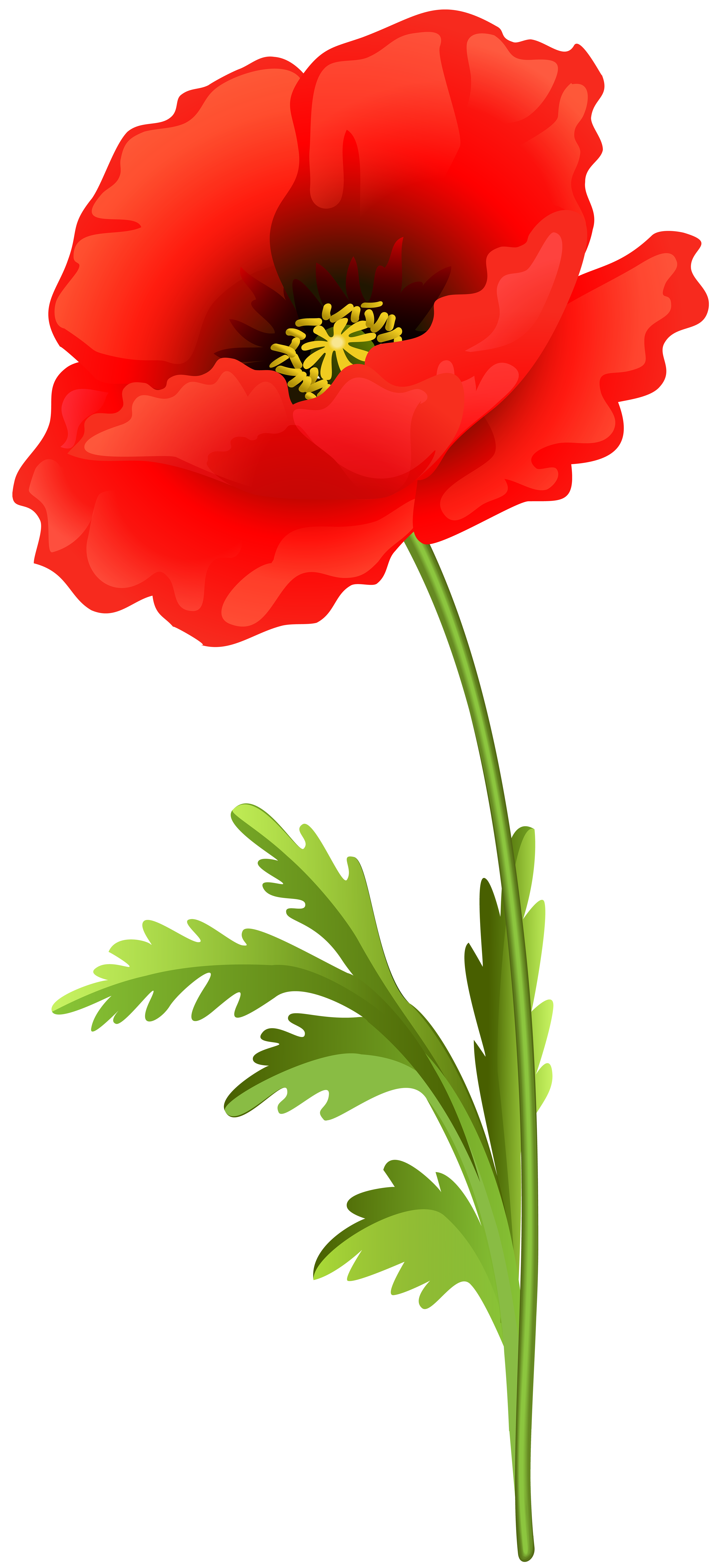 Poppy Flower PNG Clip Art Image.