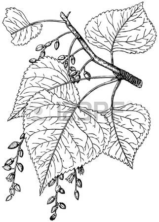 1,638 Aspen Leaf Stock Vector Illustration And Royalty Free Aspen.