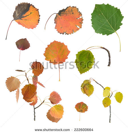 Aspen Leaf Stock Photos, Royalty.