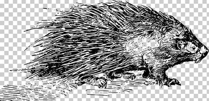 Porcupine Domesticated Hedgehog PNG, Clipart, Beaver, Black.