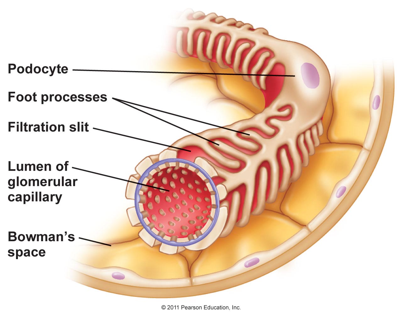 1. Capillary endothelial cell layer.