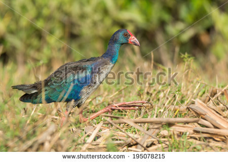 Porphyrio Porphyrio Stock Photos, Royalty.