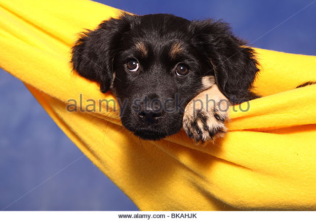 Portuguese Shepherd Stock Photos & Portuguese Shepherd Stock.