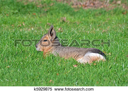 Stock Image of Patagonian mara k5929875.