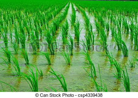 Paddy field clipart.