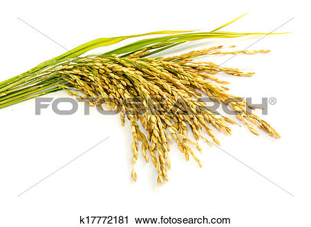 Stock Photography of paddy rice seed. k17772181.