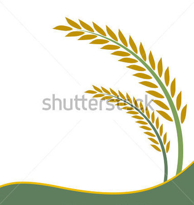 Paddy plant clipart.