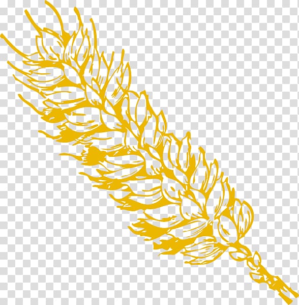 Yellow leaf illustration, Oryza sativa Cdr , Padi.