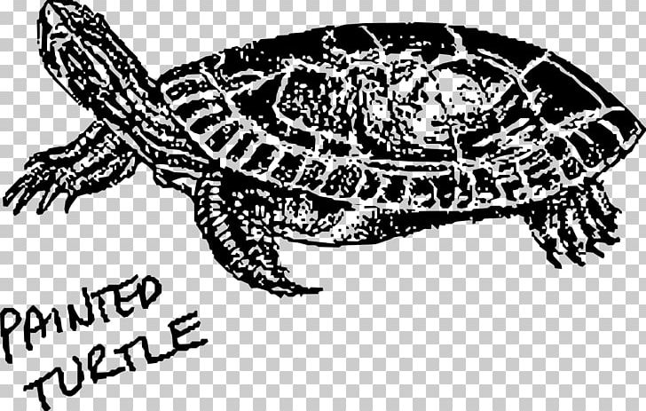 Painted Turtle Hawksbill Sea Turtle Green Sea Turtle PNG.