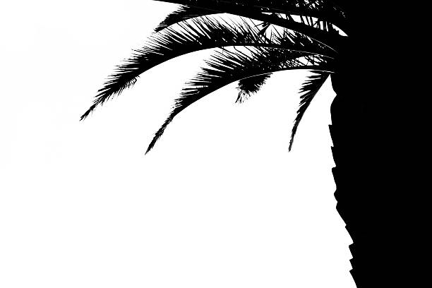 Palm Tree Bark Clip Art, Vector Images & Illustrations.