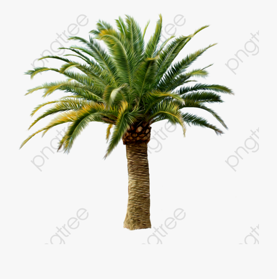 Coconut Tree Clipart Tropical.